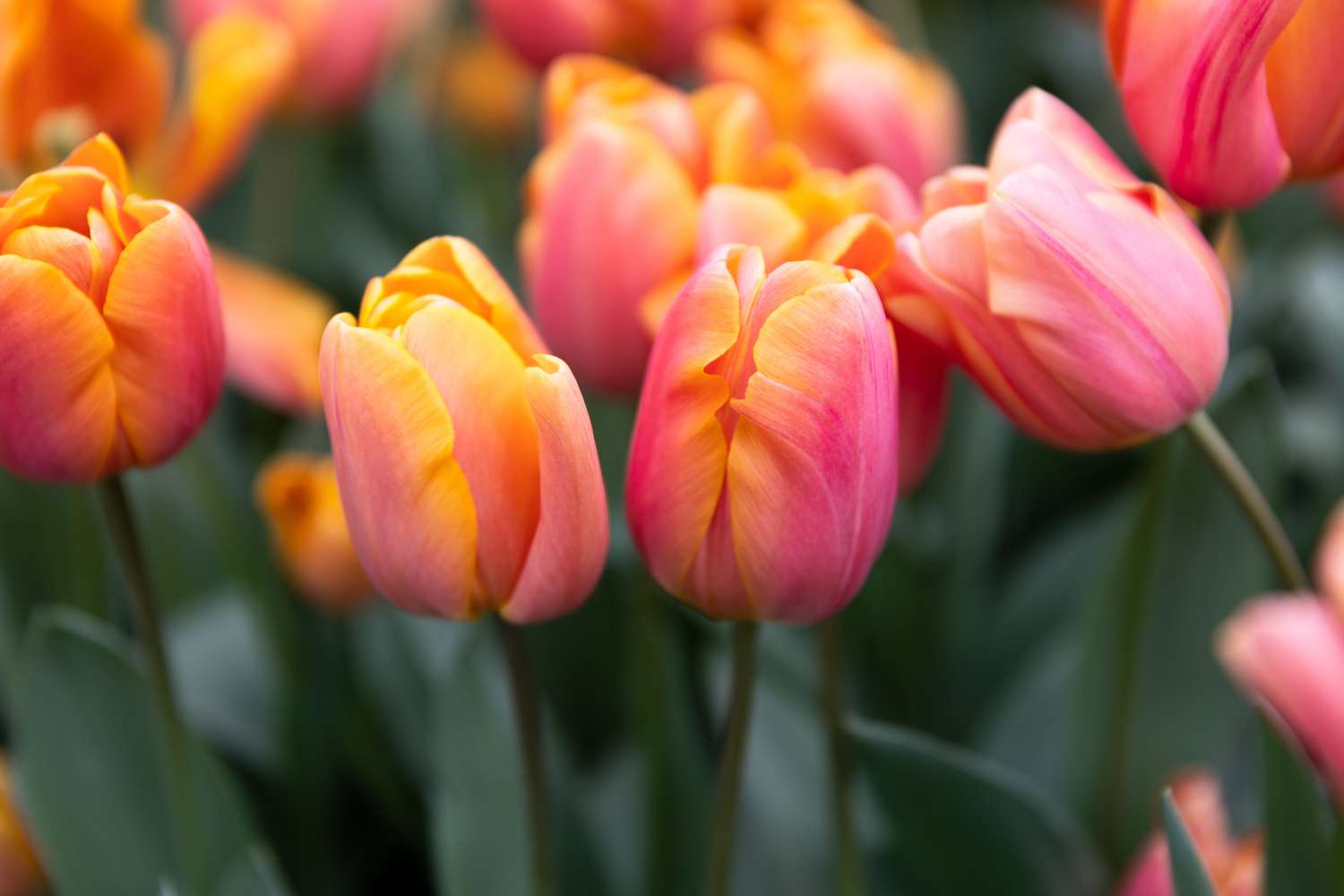 Tulppaani 'Jimmy'